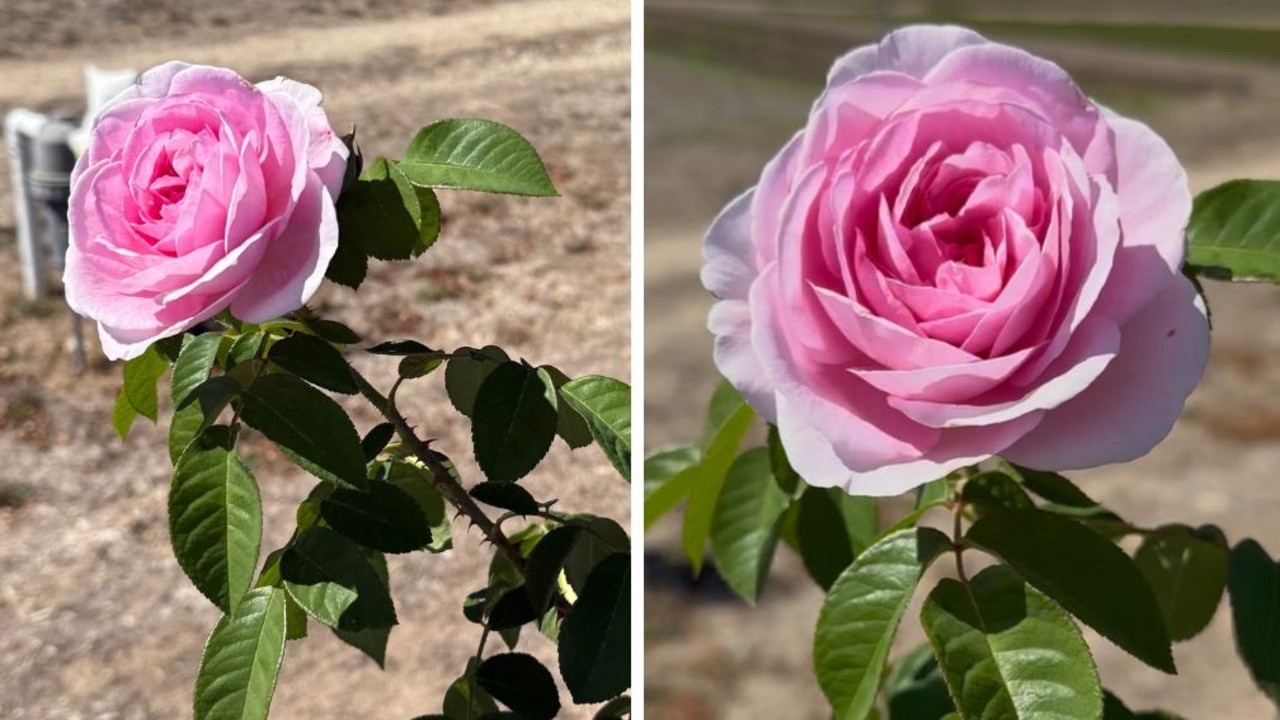 ‘Unique’ rose you’ll only see in rural Australia