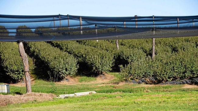 blueberry farm valla road. 28 MAY 2019. Picture: TREVOR VEALE