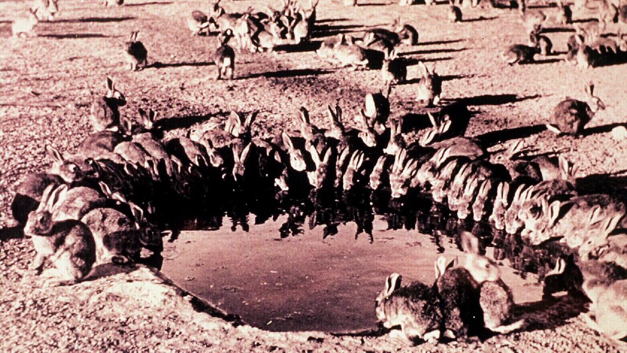 Rabbits at a watering hole in South Australia during the 1935 rabbit plague.