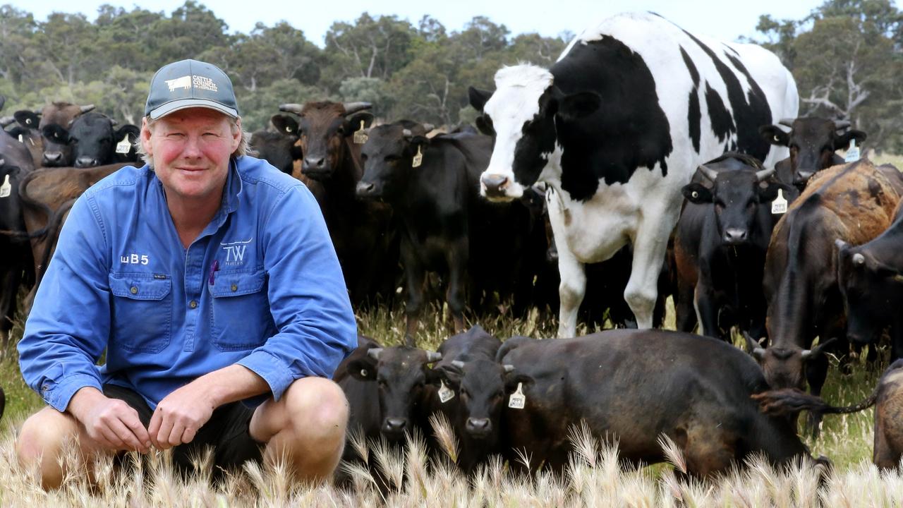 Myalup cattle farmer Geoff Pearson with the huge standout Knickers who stands high above his flockmates. Picture: Sharon Smith The West Australian