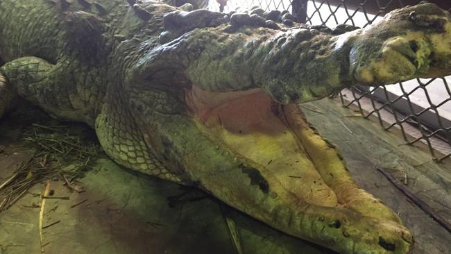 A 5 metre "icon" saltwater crocodile has been trapped at a popular swimming hole near Babinda in September has been put down.