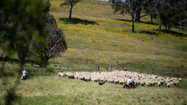 Neil Whittaker has traded in corporate life for the land. Picture: Darren Leigh Roberts