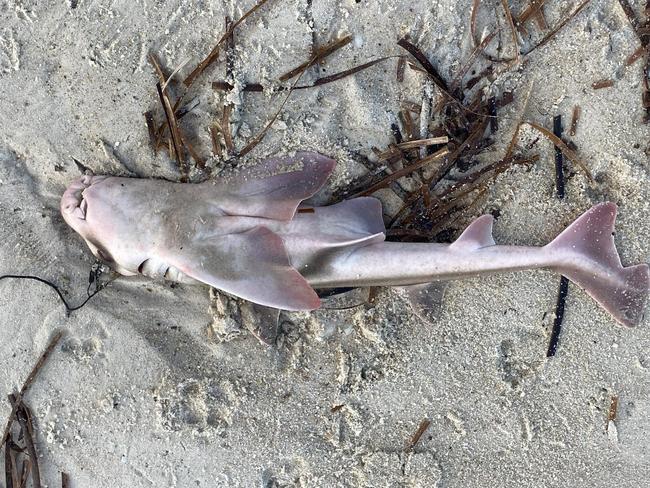 Sharks and other marine life have washed up on the shores. Picture: Facebook