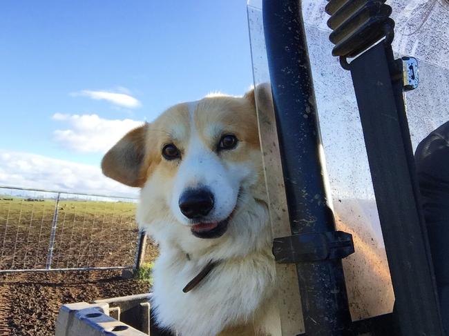 Ride along: Diana Ellis from Bothwell, Tasmania, sent in this picture of Loui the tractor Corgi, who only ever rides shotgun or refuses to come at all.