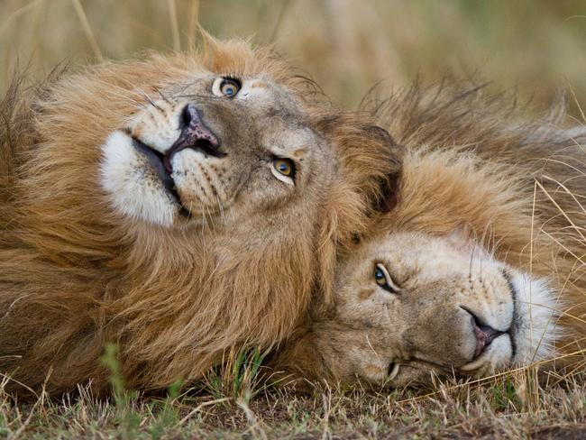 With no resident males to stand in their way, when these two huge adults arrived, they claimed the Marsh Pride as their own.