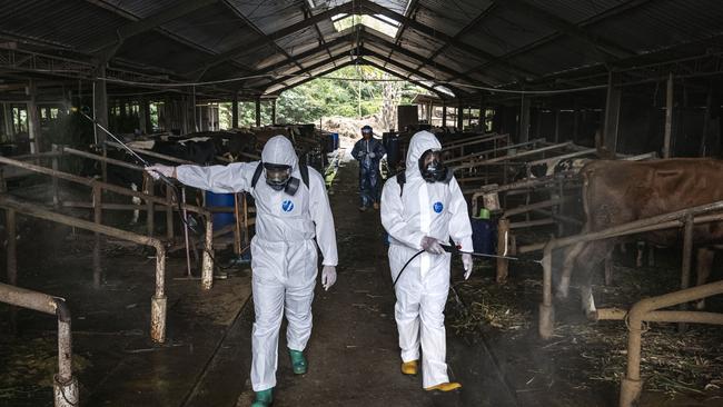 Officers spray disinfectant on a cattle farm that has been infected with foot and mouth disease in Yogyakarta, Indonesia. Picture: Ulet Ifansasti/Getty Images