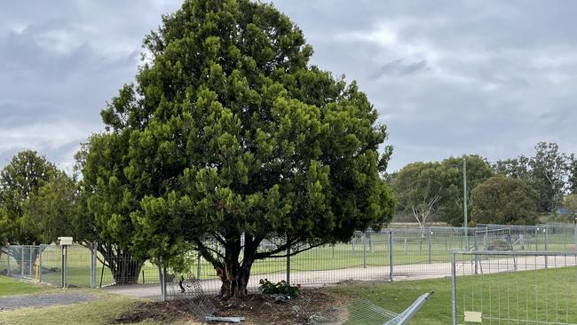 Warwick man crashed into fence before colliding with a tree on Jackie Howe Drive on May 5