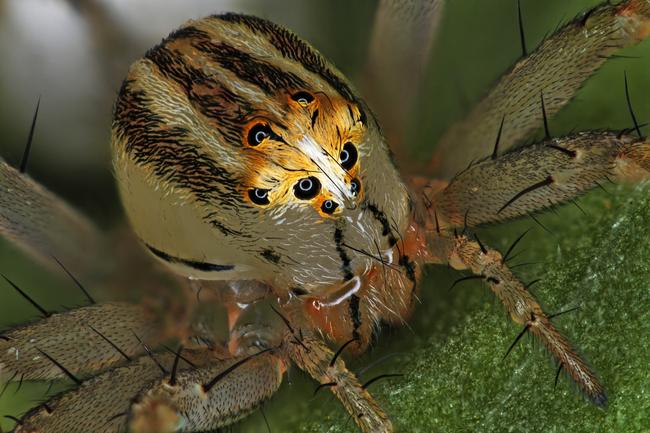 Nikon Small World 2019 14th Place - Female Oxyopes dumonti (lynx) spider Antoine Franck CIRAD - Agricultural Research for Development Saint Pierre, Réunion Female Oxyopes dumonti (lynx) spider