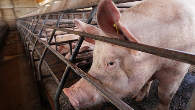 A Victorian Parliamentary inquiry into pig welfare has called for reforms that could affect all Victorian livestock producers, such as establishing an office of animal protection.