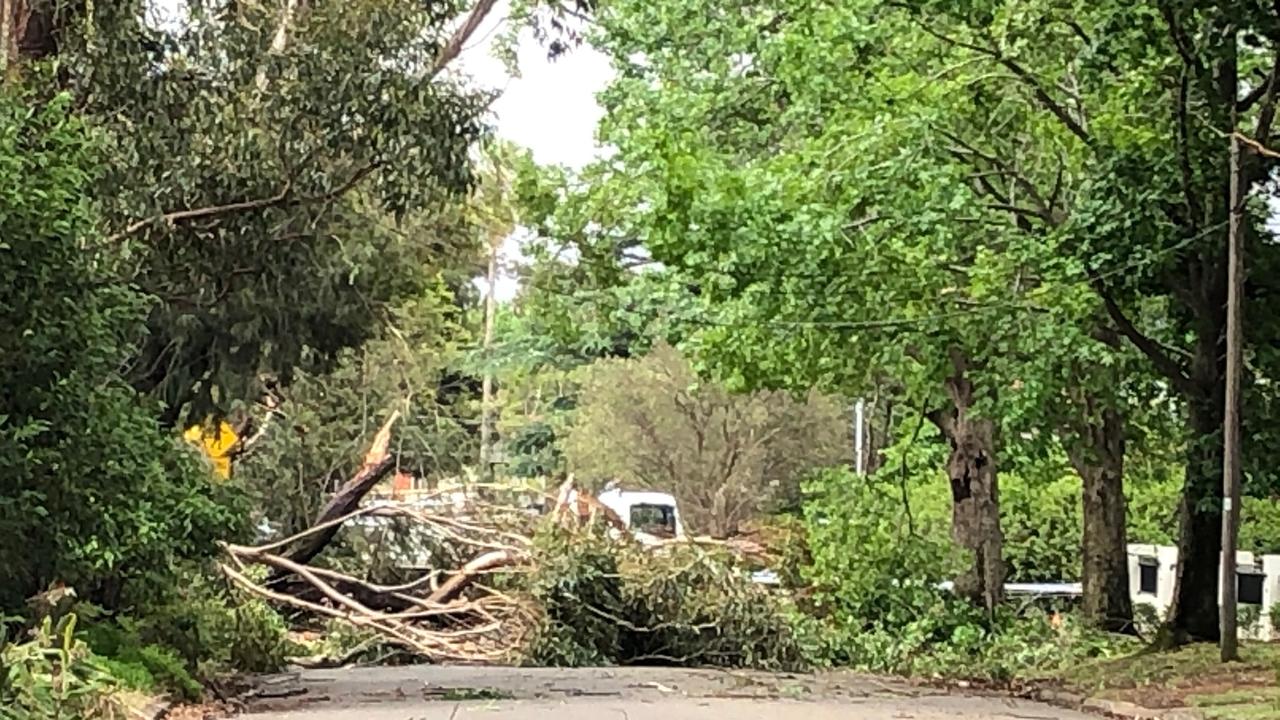 Trees down next to Frenchs Forest Showground. Picture: Jim O'Rourke.