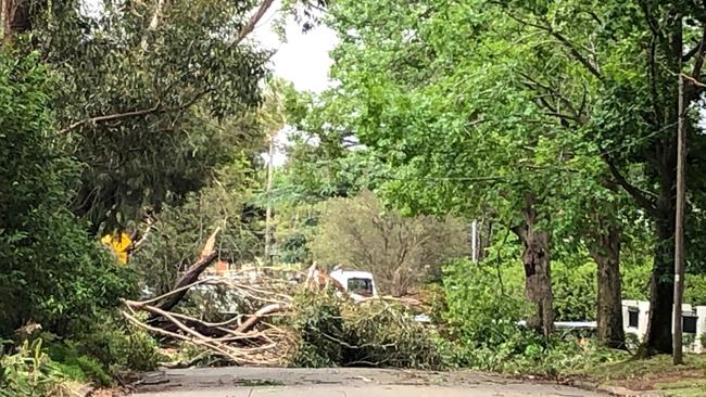 Trees down next to Frenchs Forest Showground. Picture: Jim O'Rourke.