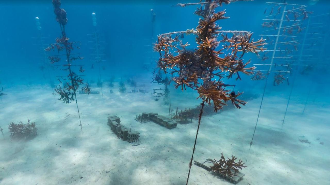 TikTok shows coral nursery that looks like underwater town | Daily ...