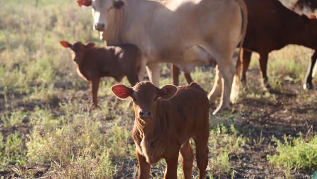 Some of the cattle on the Mactaggart family's Central Queensland property, where they run a composite beef herd.