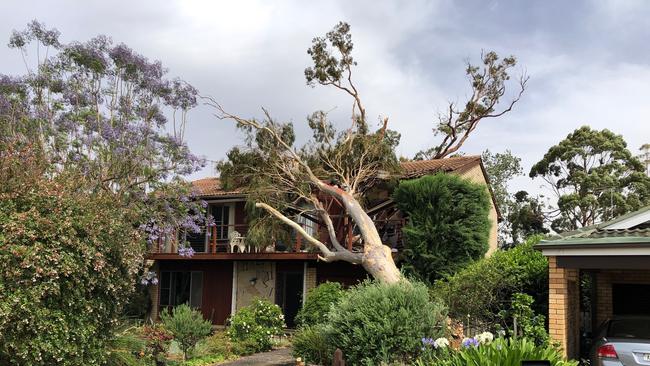Tree falls on house in Blackbutts Ave, Belrose. Picture: Jim O'Rourke.