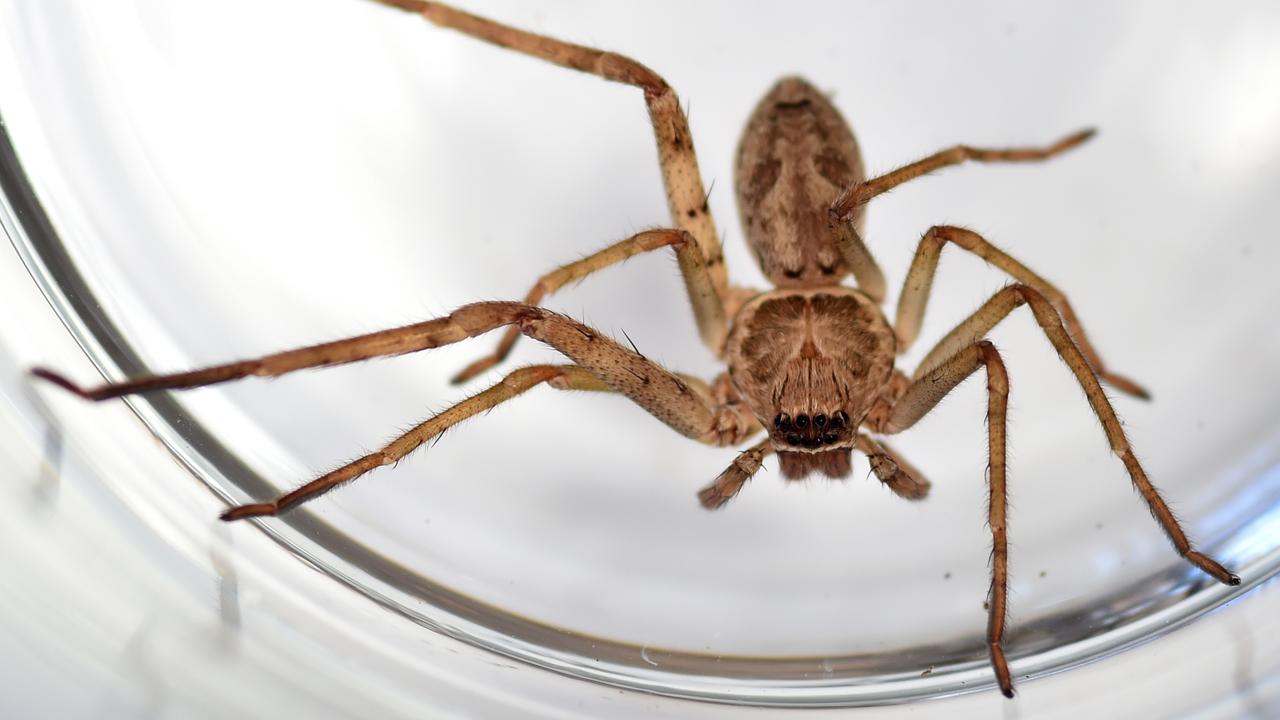 Pouring Down Arachnids: Australia's Nasty 'Spider Rain' Explained