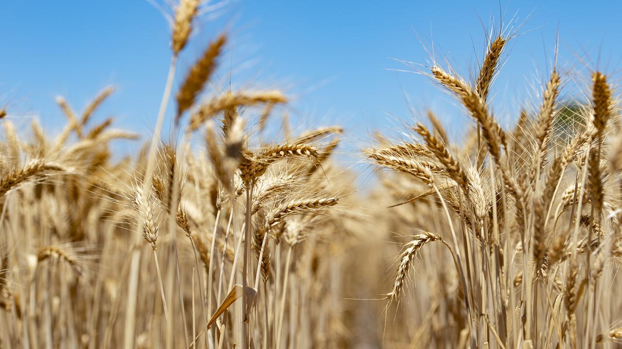 Wheat Quality Australia adds new breeds to master list for Victoria, SA ...