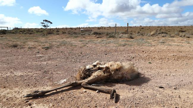 A dead emu on the road near Geranium Plains in the Mid North. Picture: Tait Schmaal.