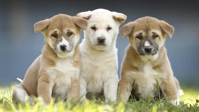 The Dingo Discovery Centre in Toolern Vale’s four-week old tropical dingo pups. Picture: David Caird