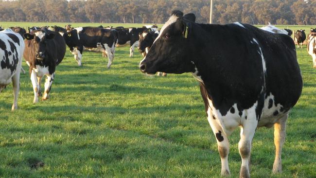 The Kanyapella dairy was sold with its lactating herd of 800 Holstein-Friesians cows.