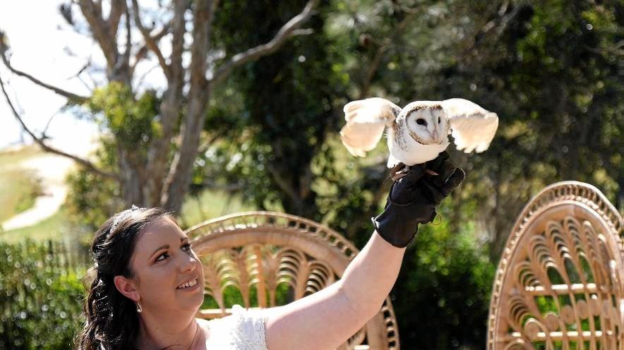 You can have Socks the barn owl as the ring bearer at your wedding now. Picture: Macadamia Castle