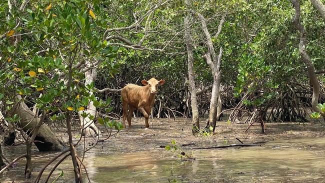 This cow is stranded on Kangaroo Island, Hervey Bay with no fresh food or water.