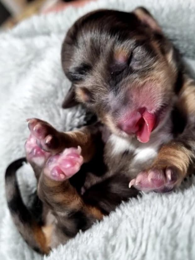 Polony the sausage dog was born with cleft lip. Picture: Supplied