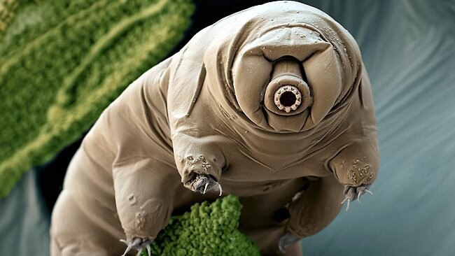 Microscopic creatures known as moss piglets or tardigrades, were on board the lander that crashed into the moon in April. Yet, an astronomer says it is likely that others got there first. Picture: Supplied