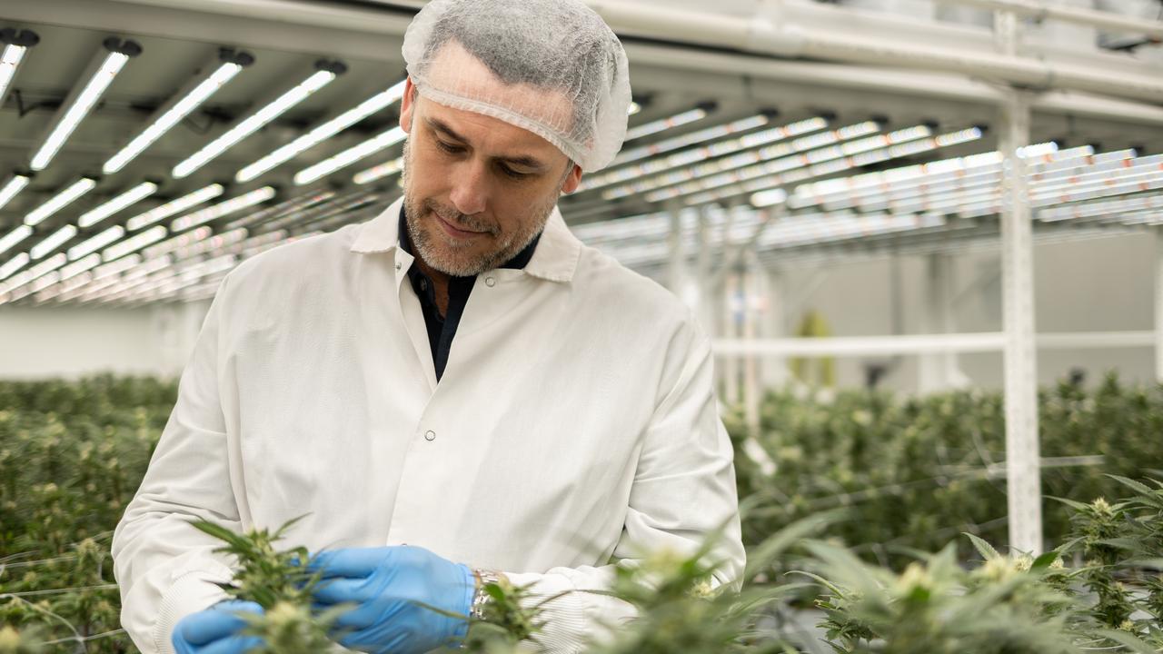 Medigrowth co-founder and chief-executive Adam Guskich inspects cannabis in Geelong. Picture: supplied.