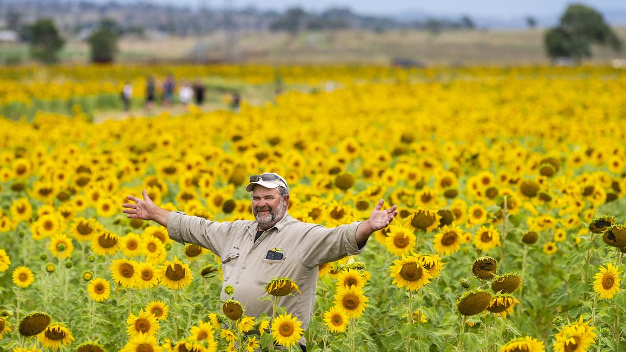 Roger Woods of Warraba Sunflowers is attracting tourists to the Cambooya region with his floral crop.