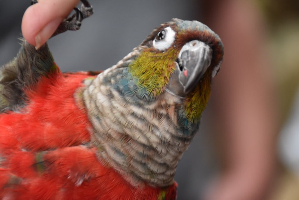 Getting up close with the birds at Maleny Botanic Gardens and Bird World. Picture: Mark Furler