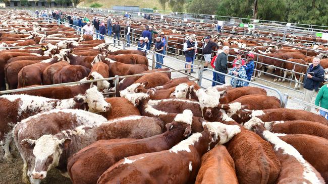 Export markets are growing as importers from South Korea, China and Japan show renewed interest in Australian beef. Picture: Zoe Phillips