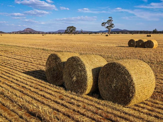 GUNNEDAH, AUSTRALIA - OCTOBER 4: Bails of hay sit in a paddock containing a failed wheat crop on farmer Trevor Knapman's property located on the outskirts of the north-western New South Wales town of Gunnedah October 4, 2019 in Australia. Lack of rain has forced wheat farmers in the Gunnedah region  to turn their failed wheat crops into hay, which they are selling to cattle and sheep farmers desperate to feed their remaining stock as the drought continues across New South Wales. The Bureau of Meteorology (BOM) has declared the ongoing drought across the Murray Darling Basin to be the worst on record, with current conditions now exceeding the Federation Drought (1895-1903), the WWII drought (1937-1947) and the Millennium drought (1997-2009). The Federal and NSW Governments announced a new drought emergency funding plan on Sunday 13 October, with $1billion to go to water infrastructure for rural and regional communities impacted by the devastating drought in NSW,  including a $650m upgrade of Wyangala Dam in the NSW central west and a $480m new Dungowan Dam near Tamworth. (Photo by David Gray/Getty Images)