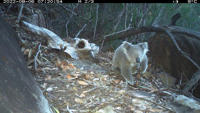 Only five koalas have been found in the national park in the last 70 years. Picture: NSW Government