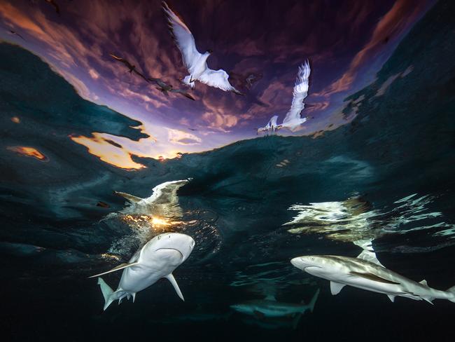 Renee Capozzola: Blacktip reef sharks and sunset seen through Snell’s window. Moorea, French Polynesia