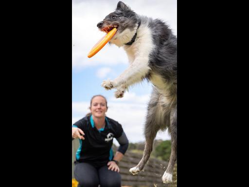 Aussie First Canine Disc Competition