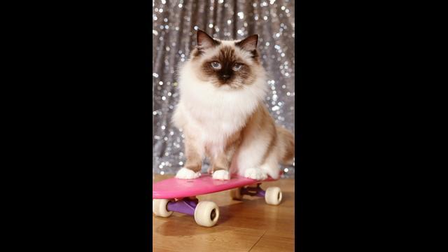 Meet Adele: the skateboarding cat