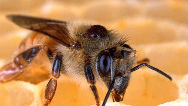 Destructive force: The world’s worst honey bee pest, varroa mite, has been found on a ship that berthed at the Port of Melbourne.