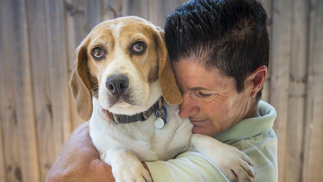 Sherie Patterson adopted, Claudia, a 9-year-old beagle from a rescue group after she was bred from an illegal puppy farm near Bendigo. (Pic: Eugene Hyland)