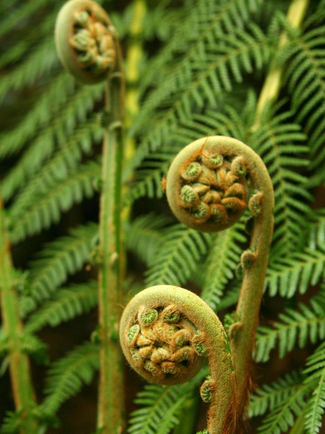 Budding tree ferns, Tarkine Region, Tasmania.