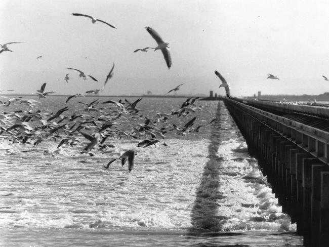 Seagulls gather at the massive concrete barrages marking the end of the Murray River in 1985.