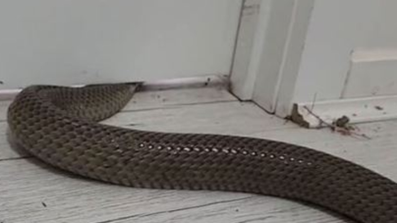 A man known as “The Snake Hunter” has unveiled a startling technique used by snakes to slither their way into the tiniest of spaces.