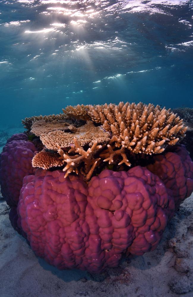 Whitsundays marine biologist Johnny Gaskell made it his mission this year to dive as many reef sites as possible along the length of the Great Barrier Reef.