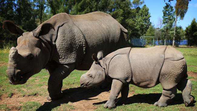 Taronga Western Plains Zoo in Dubbo has experienced a baby boom in the past twelve months, welcoming 4 giraffe calves and 3 rhino babies. Greater one-horned Rhino baby Rajah born in October with mum Amala. Picture: Toby Zerna