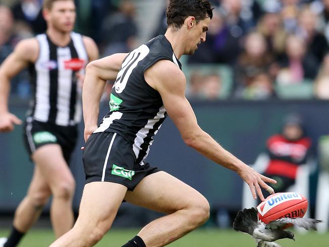 Scott Pendlebury bounced the footy on a pigeon during the third term. Pic: Michael Klein