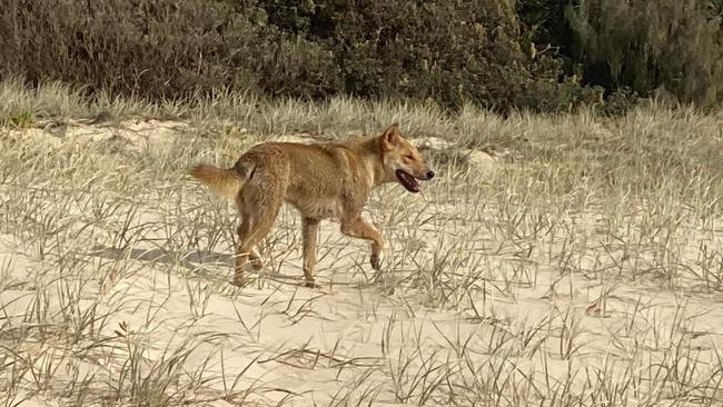 Another frightening human v dingo encounter on K’gari has been posted to social media, warning school holiday visitors to be vigilant no matter how many times they have visited.