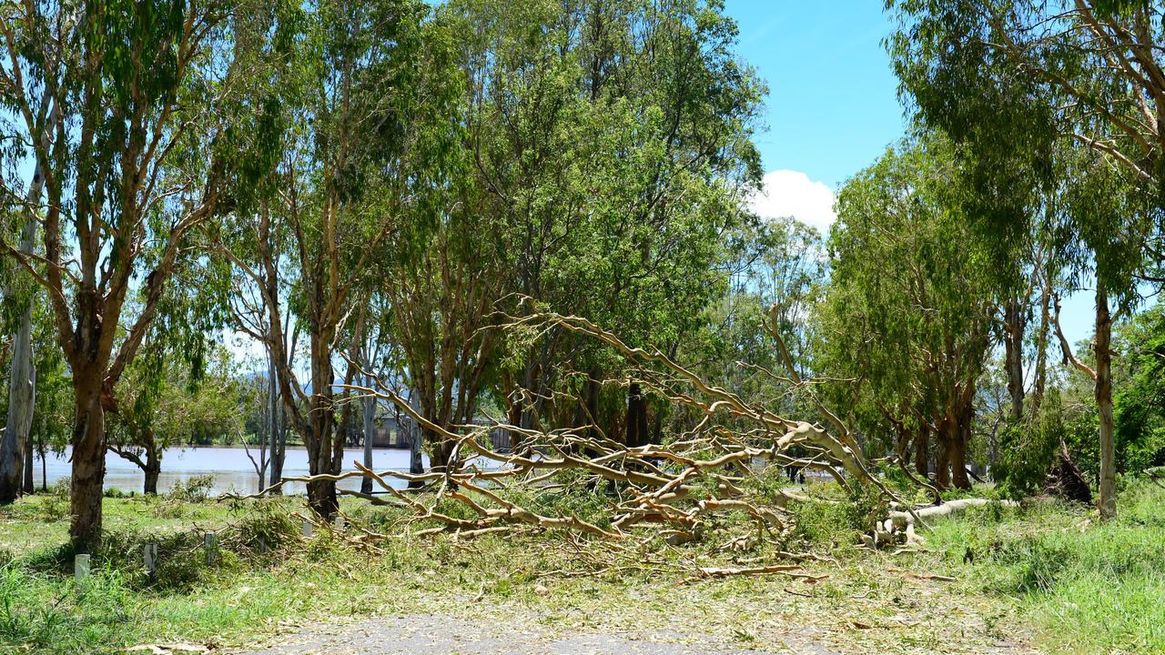 Entrance to the ski gardens boat ramp is blocked by fallen trees in Rockhampton after Cyclone Marcia. Photo Sharyn O'Neill / Morning Bulletin