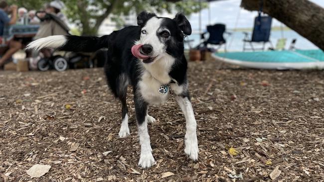 Bodhi enjoying Christmas Day. Photo: Asa Andersen.