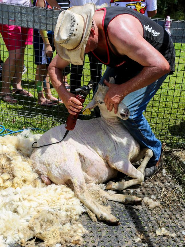 A range of activities, such as sheep shearing, will also be held at Bicentennial Park for Australia Day celebrations.