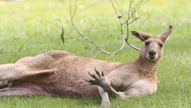 A woman in her 70s has suffered leg and facial injuries after a kangaroo attack at Coral Gardens on Monday.