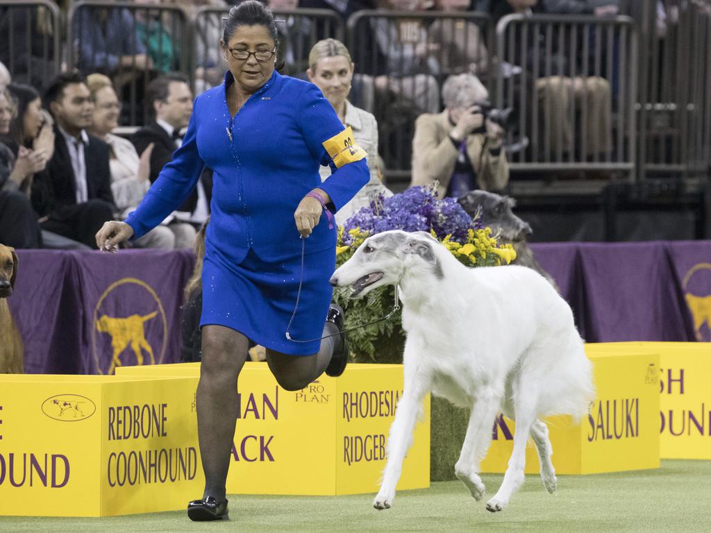 Lucy, a Borzoi, is shown in the ring by her handler Valerie Nunes-Atkinson during the Hound group competition during the 142nd Westminster Kennel Club Dog Show, Monday, Feb. 12, 2018, at Madison Square Garden in New York. Lucy won best in group. Picture AP